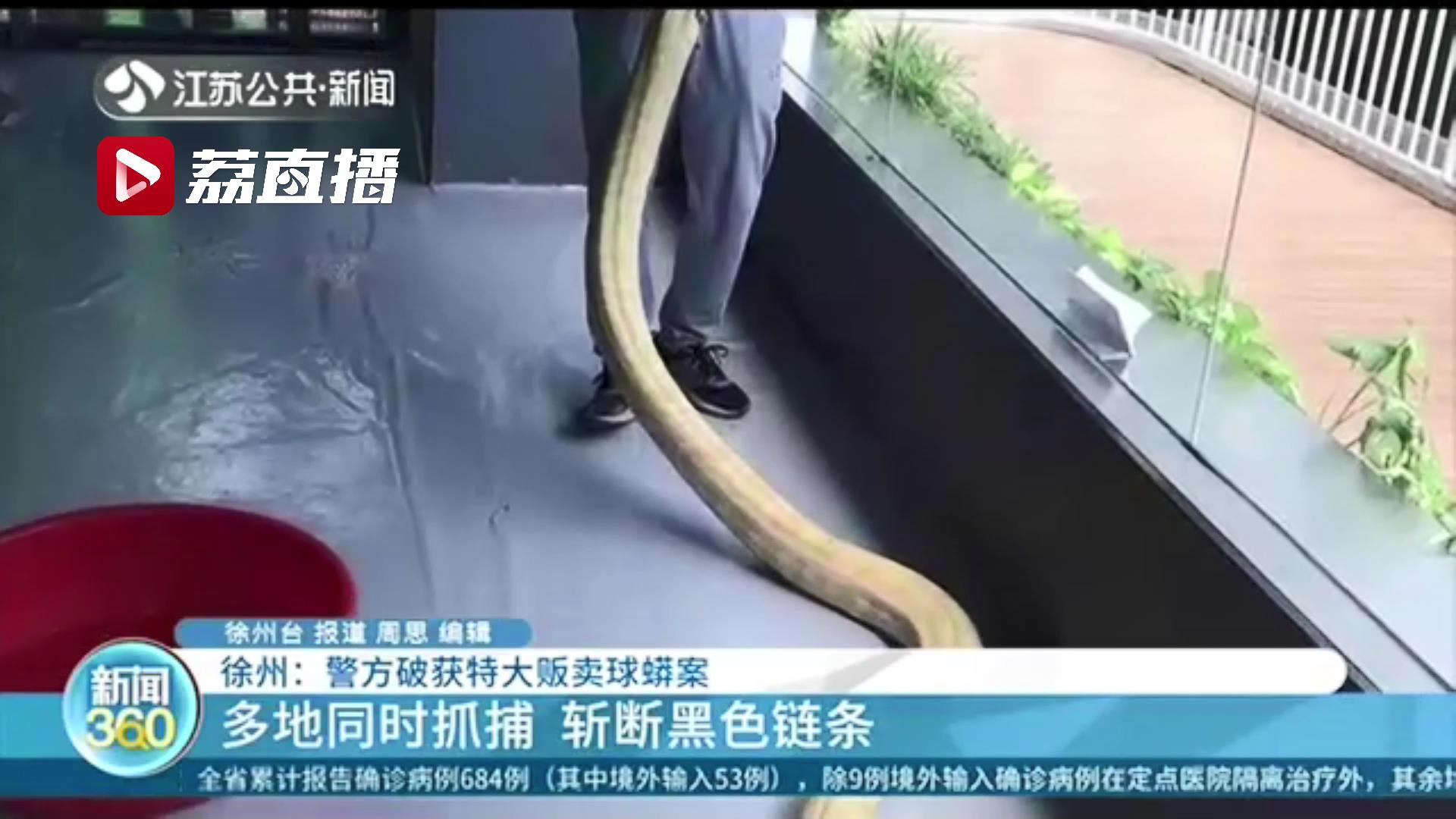 网上有人求购小白鼠，可疑！徐州警方据此破获特大贩卖球蟒案