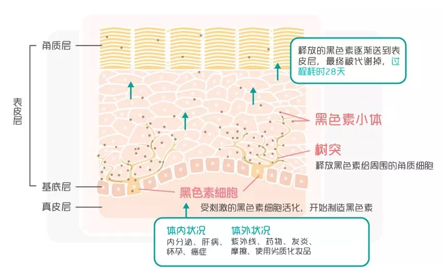 这些美白项目对你皮肤才有效-第3张图片-农百科