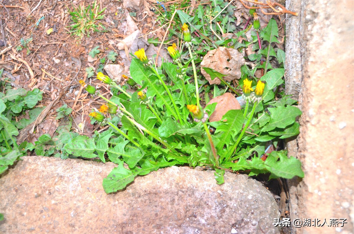 春天挖野菜，送你70种野菜图片大全，教你认识不同的野菜和吃法