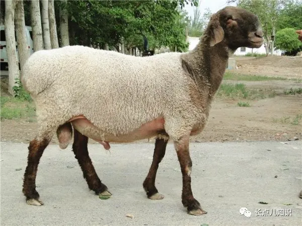 世界上四大最贵的羊 瓦格吉尔羊最贵一只1600万 美食 蛋蛋赞