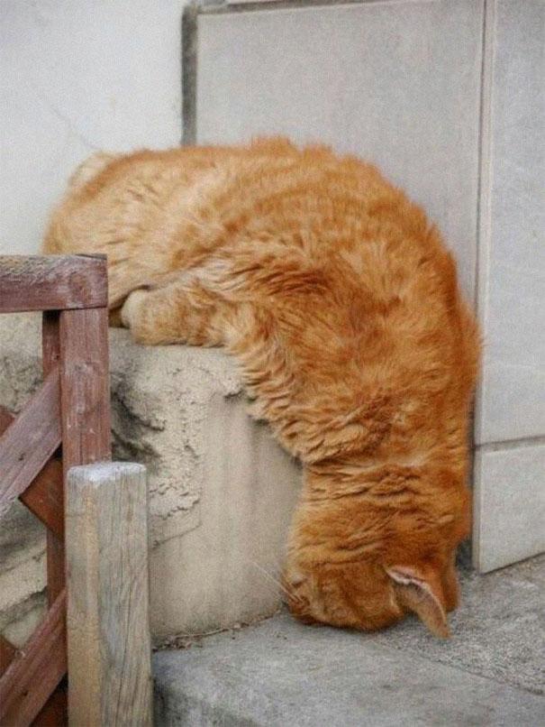 貓咪睡姿大賞：睡在烤爐上，掛在欄桿上，請問能睡出點貓樣嗎
