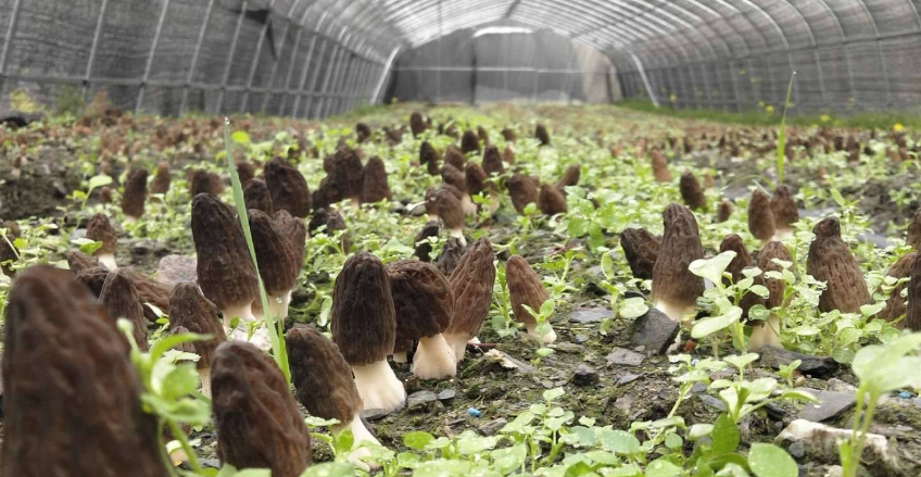 四川省食用菌协会关于羊肚菌大田种植的风险提示及对策建议