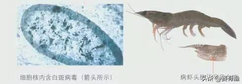 南美白对虾白斑病发病原因 对虾白斑病如何防治毒病