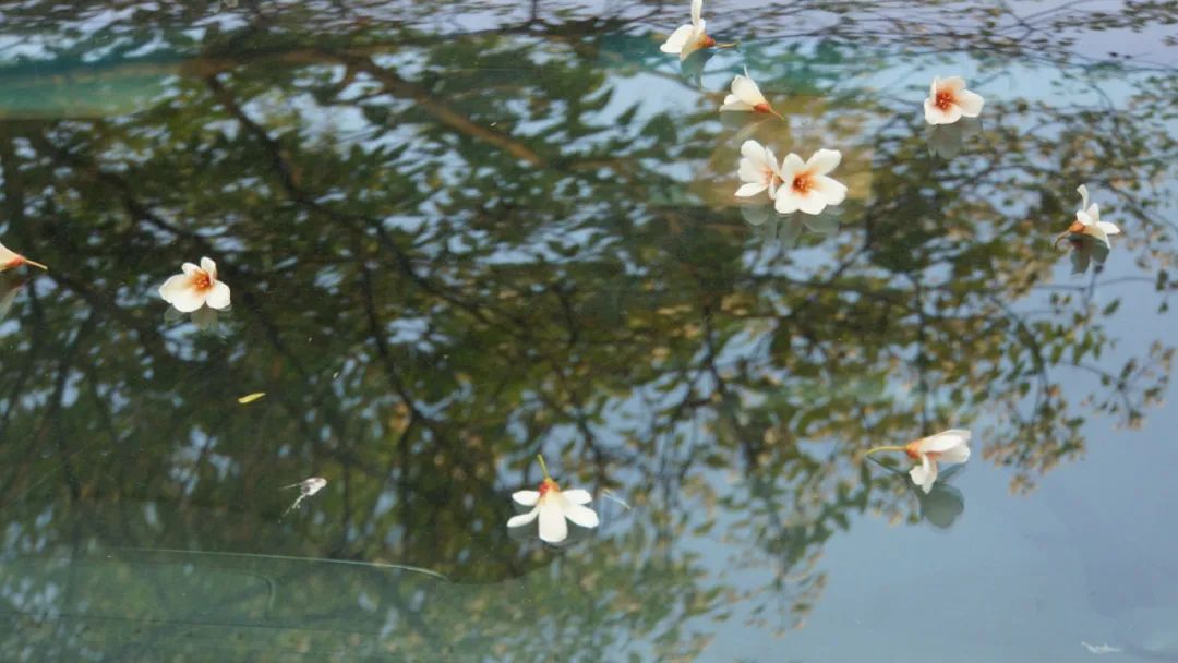 花瓣飘落的唯美句子  形容樱花瓣落满地的诗句图片