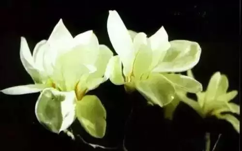 全國(guó)56個(gè)城市的市花，你是否全都了解？