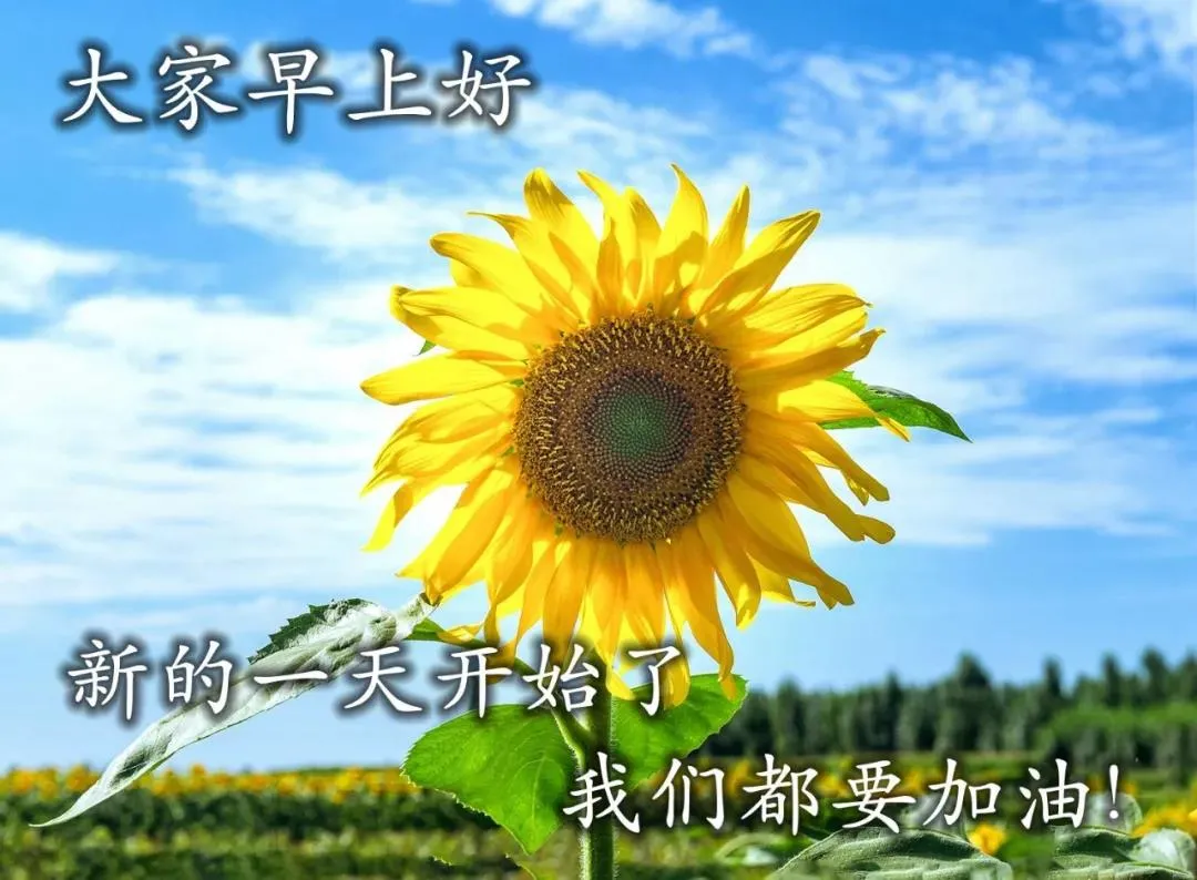 早上好表情动态 祝福语问候语 图片