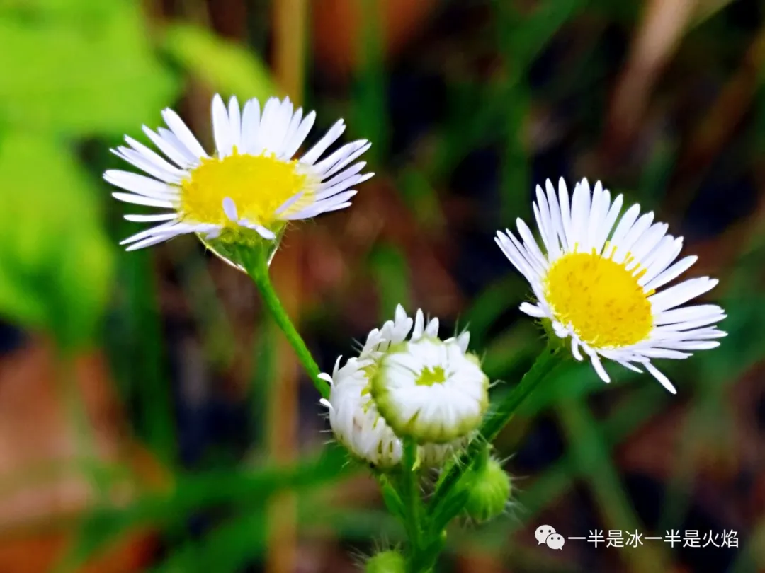 周末，你那里下雨了吗-第3张图片-诗句网