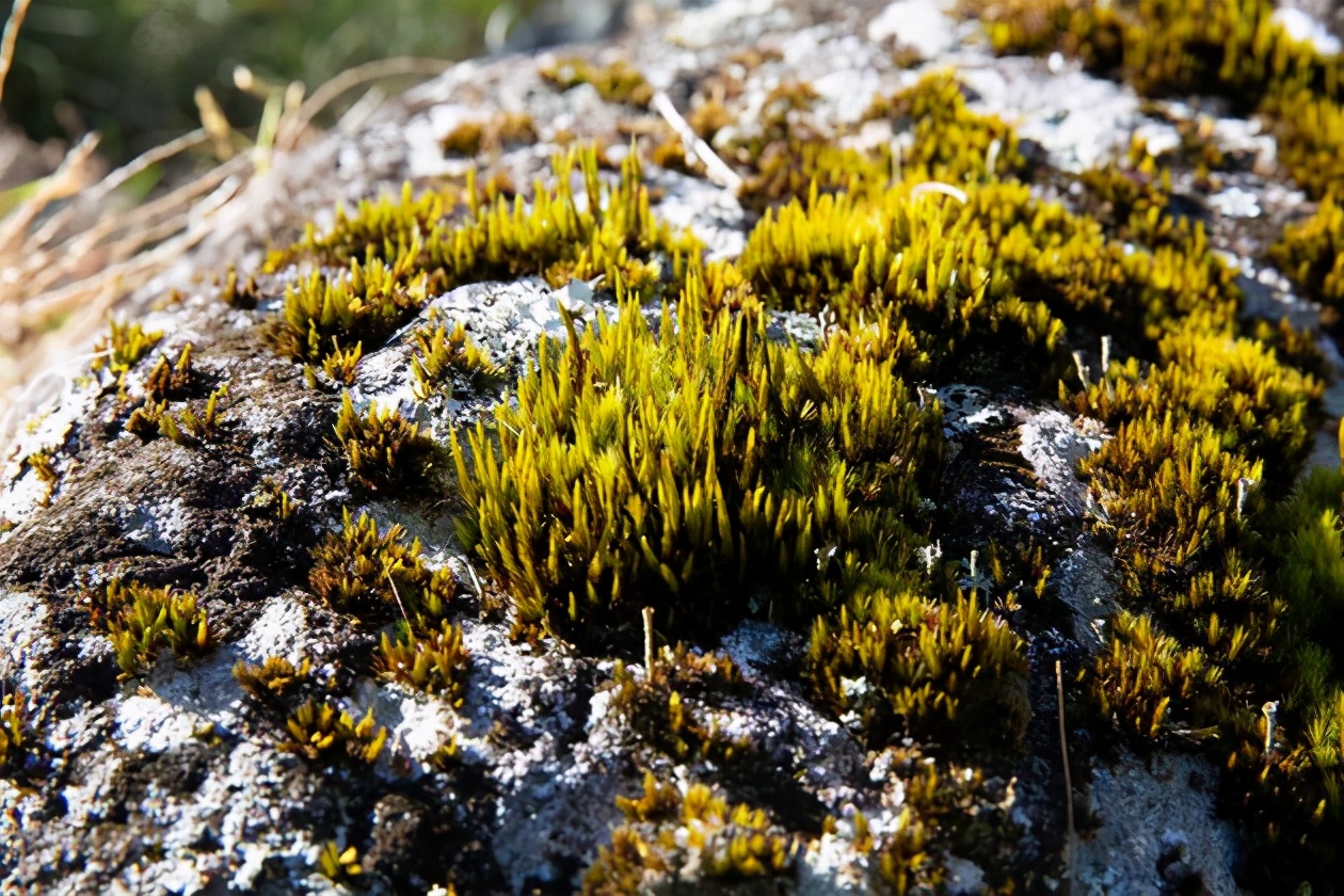 苔蘚——宏大世界中的小小植物