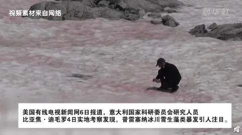 意大利冰川变粉红色 雪生藻类暴发导致“西瓜雪