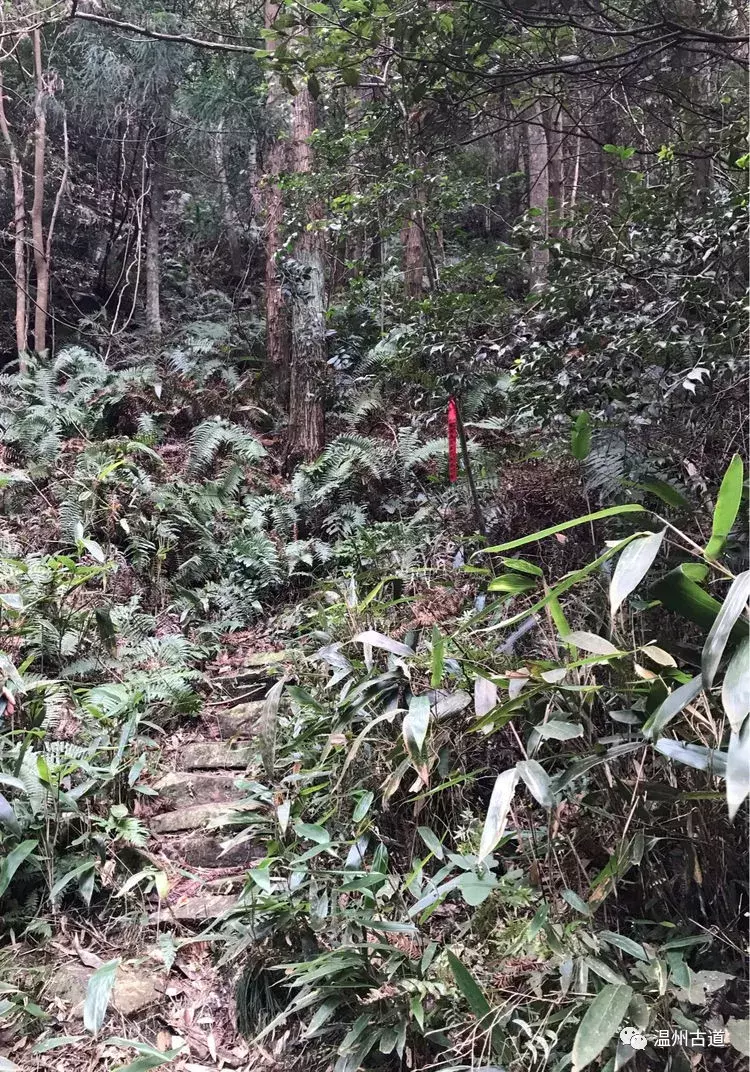 十八洞、迷魂谷、显胜门......雁荡险峰风光无限美!