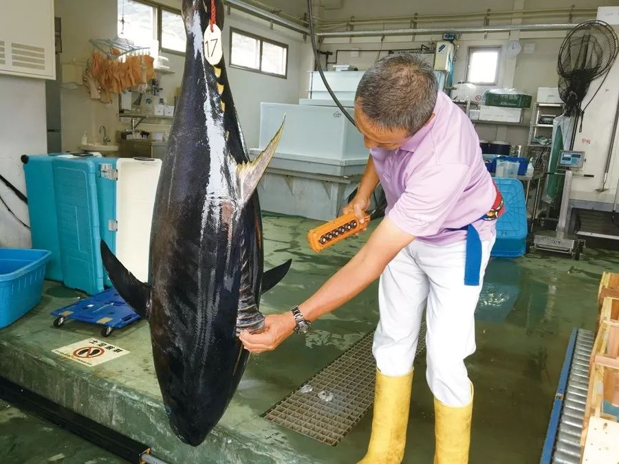 藍鰭金槍魚，從近畿大學“畢業”用了30年