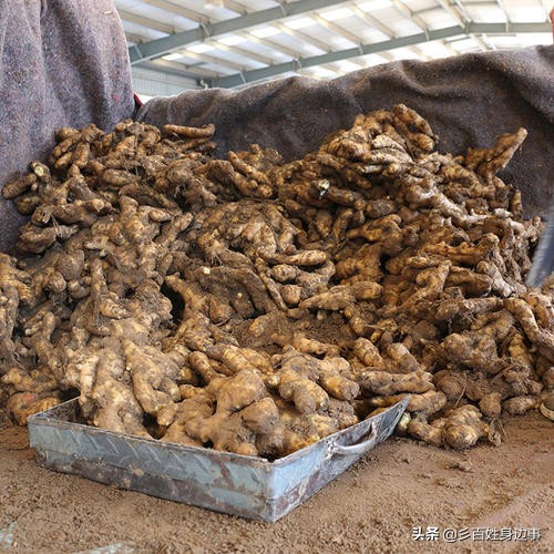 7月11日，昌邑生姜价格继续上涨，即突破六元