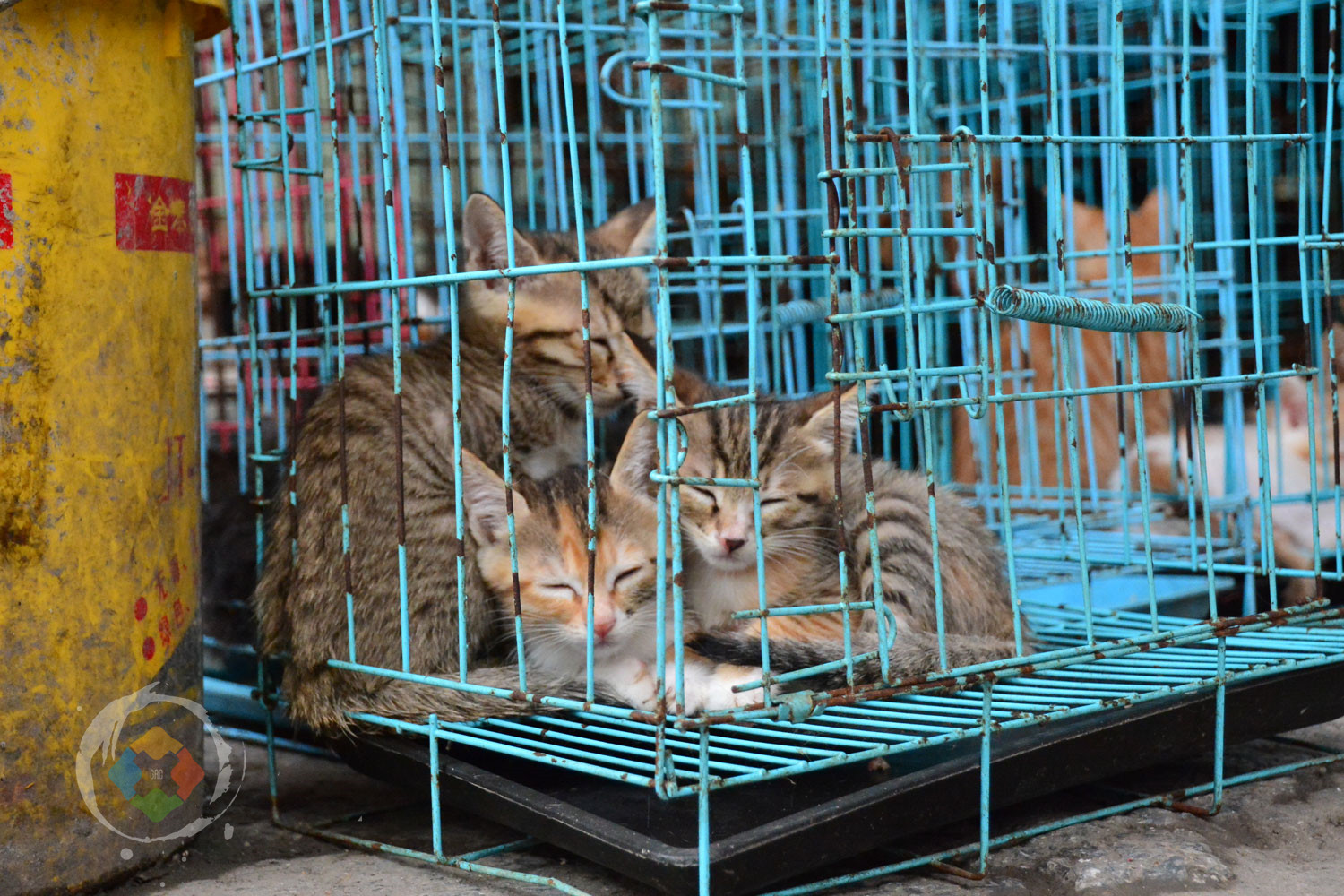 重庆杨家坪花鸟城避坑指南：鲜切花绝不能买，小型动植物品相最好