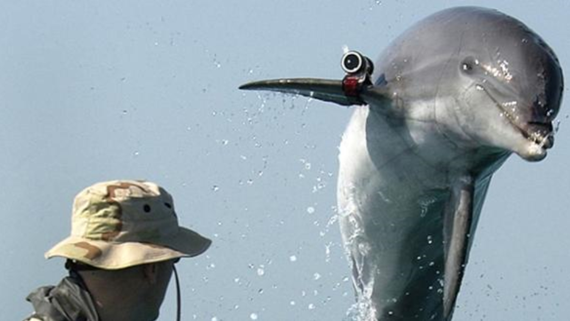 10 craziest secret military projects, Iran trained dolphins to kill people, Soviet Union researched laser tanks