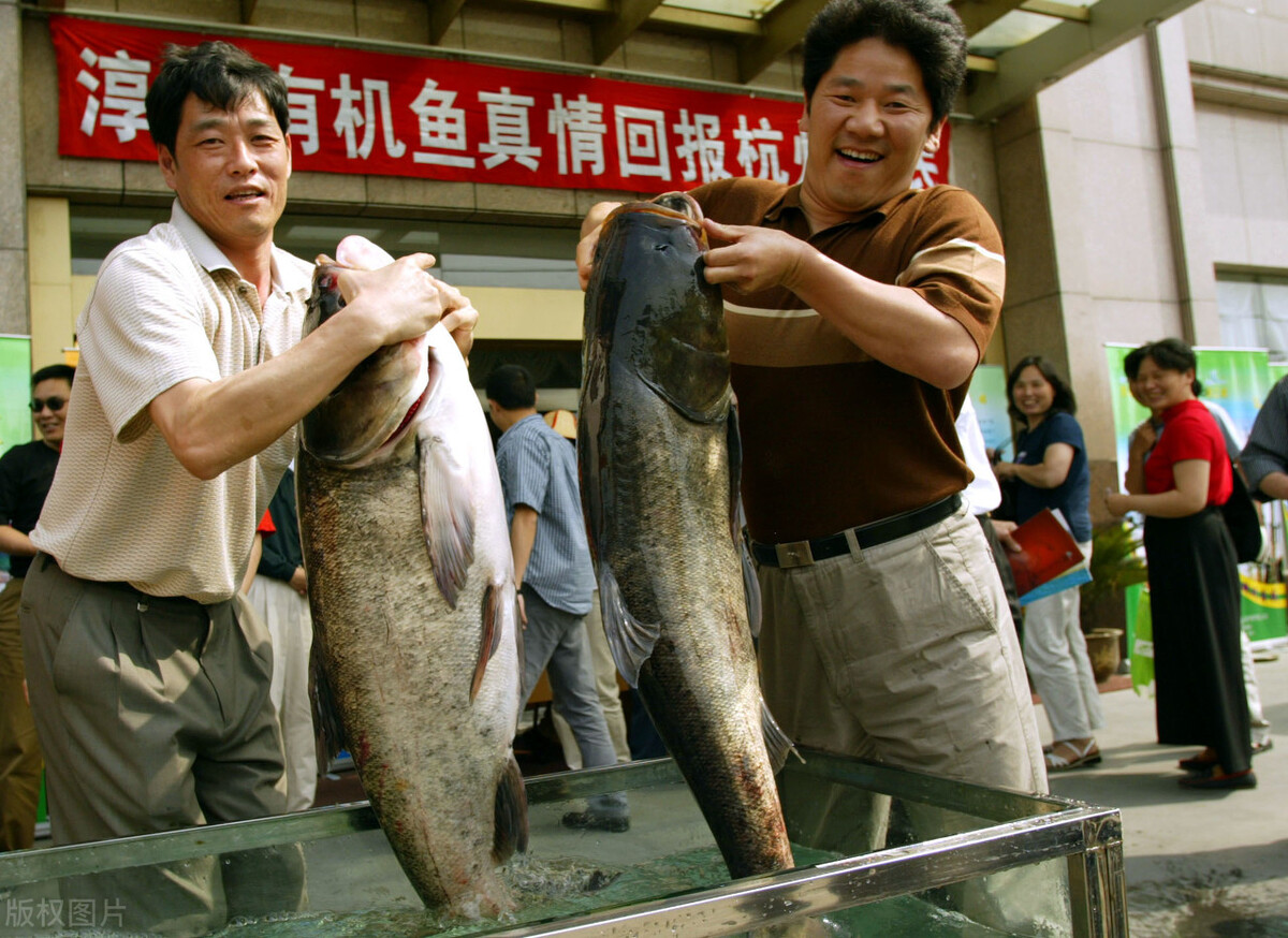 千島湖的隱患：每年投600噸鰱鳙，“營養(yǎng)病”卻越來越重？