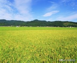 奇闻｜广西有一个县“五香”农业助农脱贫致富