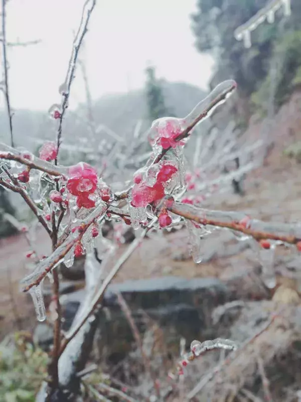 不用去看故宫的雪！钱塘江畔的冰雪霸屏了……美翻了整个江南！