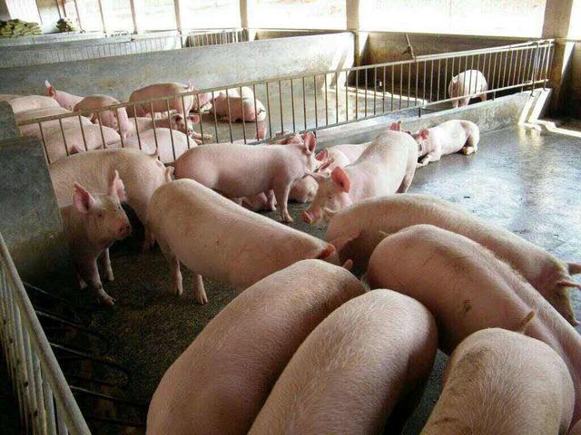 猪肉进入“降价时代”？价格连续下跌，释放什