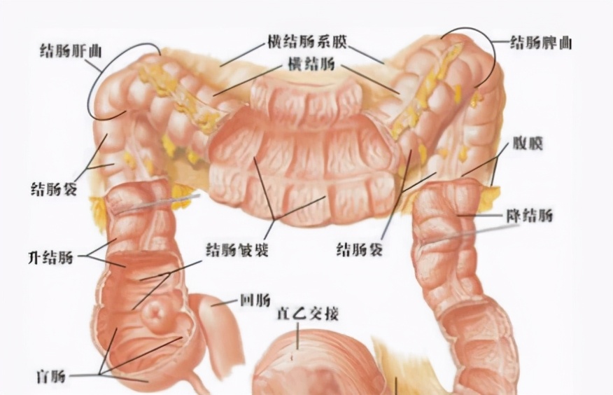 结肠炎指的是非特异性炎症病变，会因为自身免疫反应出现各种症状