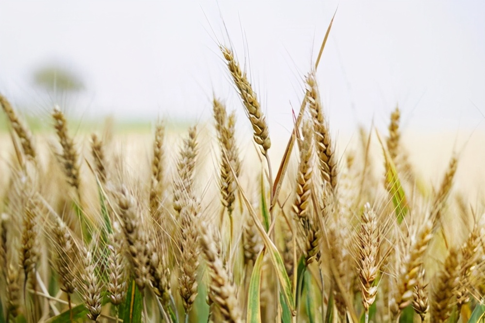 小麦收购疯狂继续价格一天几涨，国储小麦拍卖或提上日程