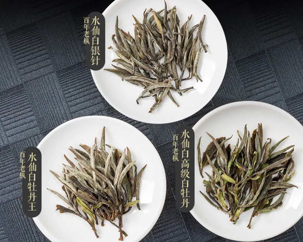 什么茶好买？东家为你揭秘九大核心产区优质春茶