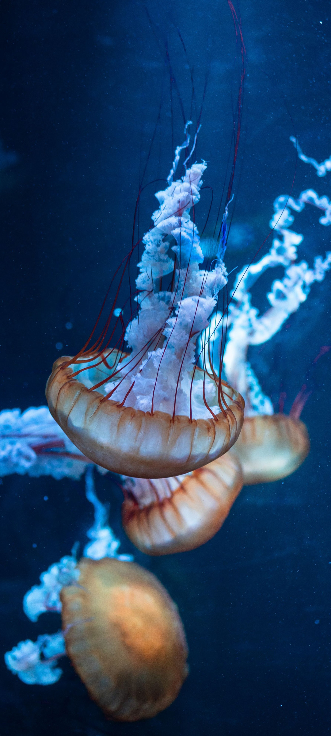 壁纸 当一艘船沉入海底 当一个人成了迷 听说你粉刷房子了 Mdeditor