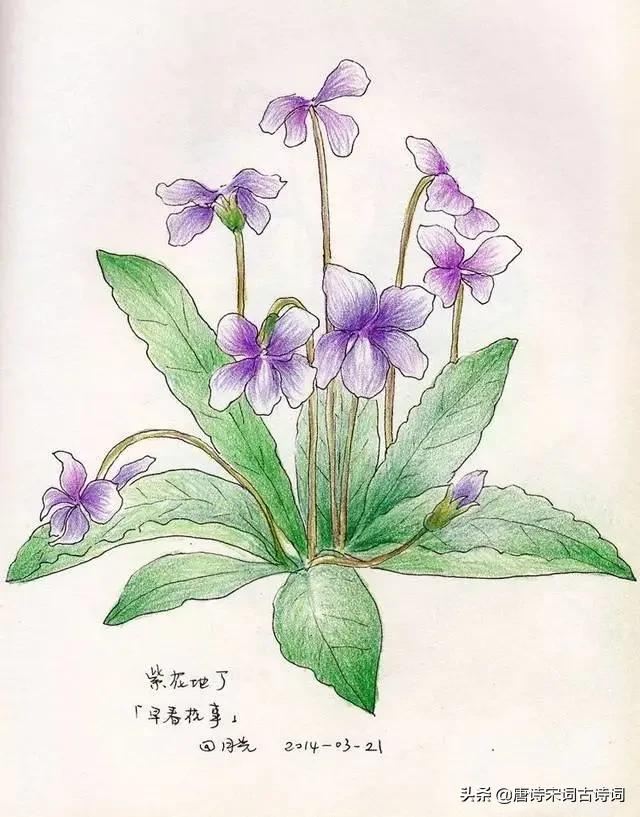 紫花地丁 日经繁花地 片雨不沾身 唐诗宋词古诗词 Mdeditor 紫花地丁 日经繁花地 片雨不沾身 唐诗宋词古诗词 Mdeditor