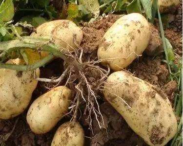 经常把土豆放冰箱，会产生大量毒素？春季如何保证土豆的安全性