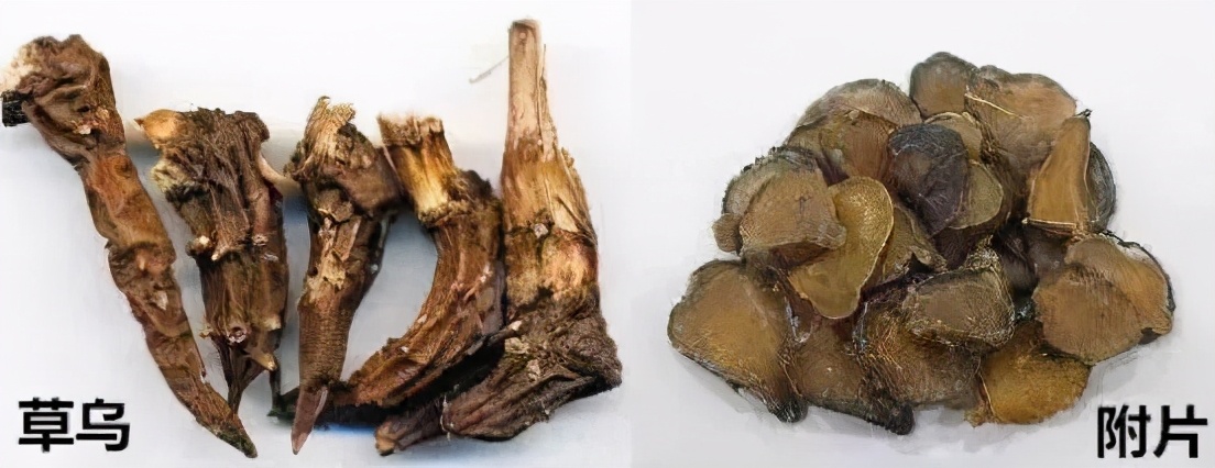 “毒枭”中药草乌与附子，药膳进补要有道