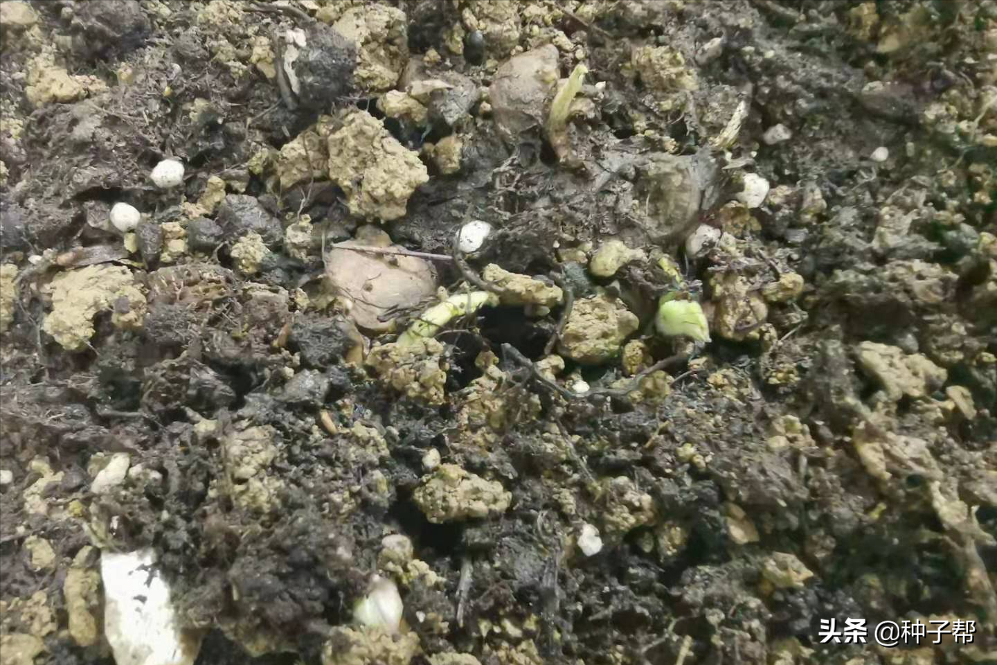 俄罗斯饲料菜