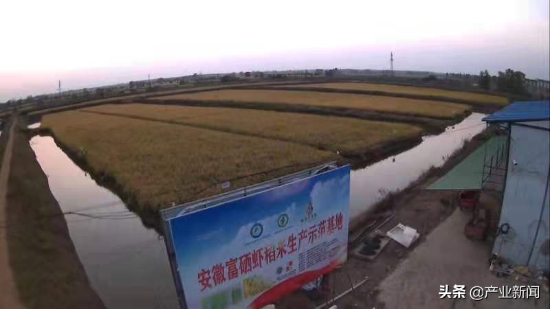 （安徽省）富硒稻米发展可行性报告——种植特