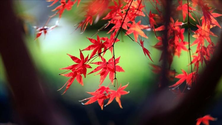 四季之美(诗四首)-第5张图片-非凡网