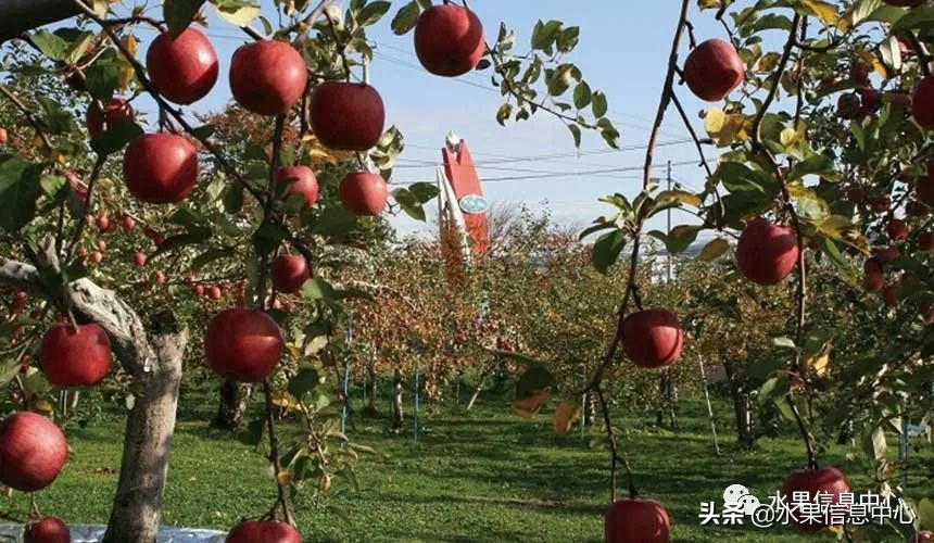 日本苹果为什么种的好？走进日本苹果第一大县“青森县”