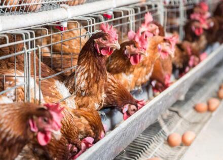 鸡缺钙的症状，防治方法，蛋鸡补钙慎用蛋壳