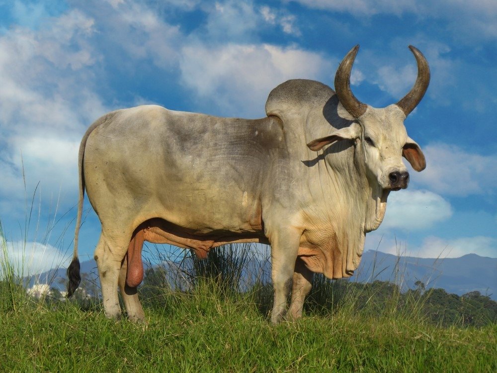 生物科普:牛的背上居然有驼峰,小型泽布牛是世界上最小的宠物牛