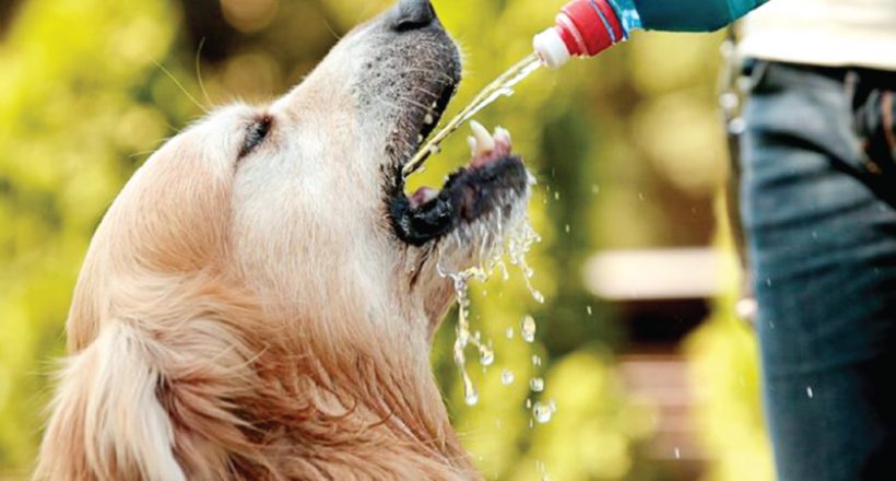 狗狗尿血就是因為泌尿道結石？可能沒那麽嚴重，只是尿道感染而已