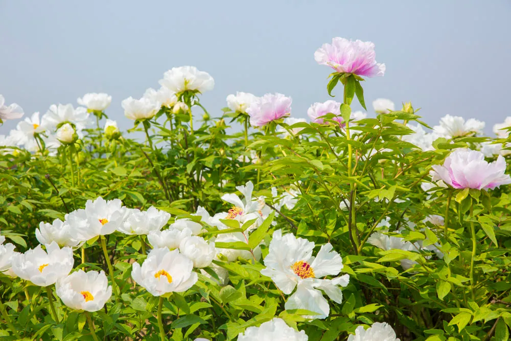 牡丹花开正当时，邀你一起来亳州赏花