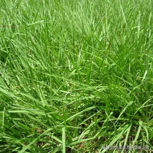 一种野草迅速生长并占领了沙漠，为何美国高兴不起来？