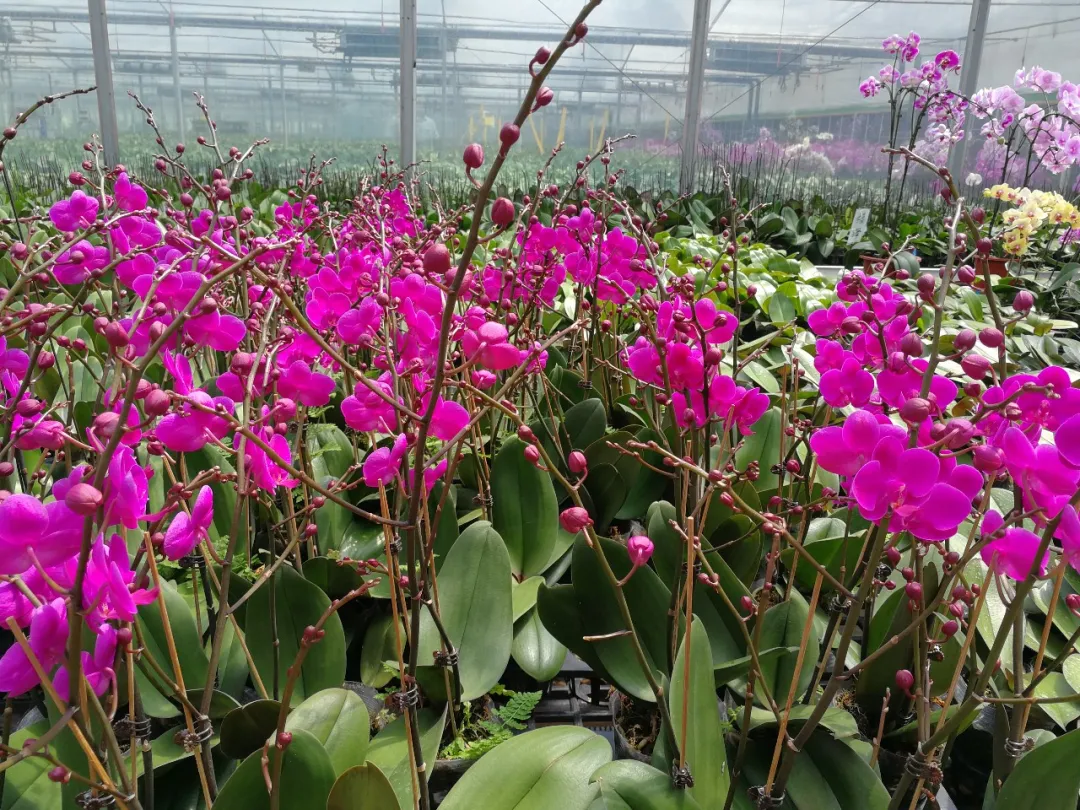 「动植物检疫」种苗出口小课堂