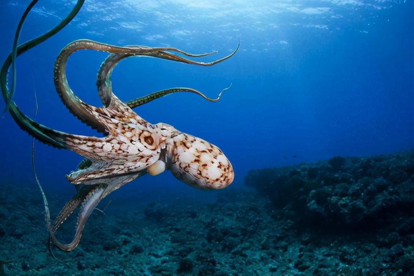 30多位科学家联合发文，表示章鱼是外星生物，他们为什么敢肯定