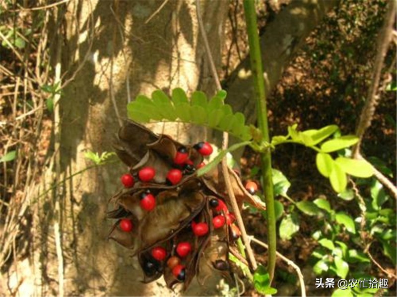 红豆寄相思？这种“红豆”藏有毒性，却一串卖上百元