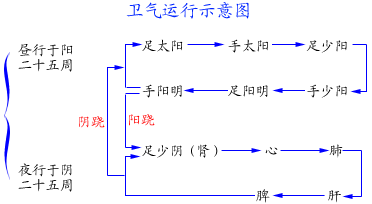 中医解惑：卫气是出于“上焦”还是“下焦”？