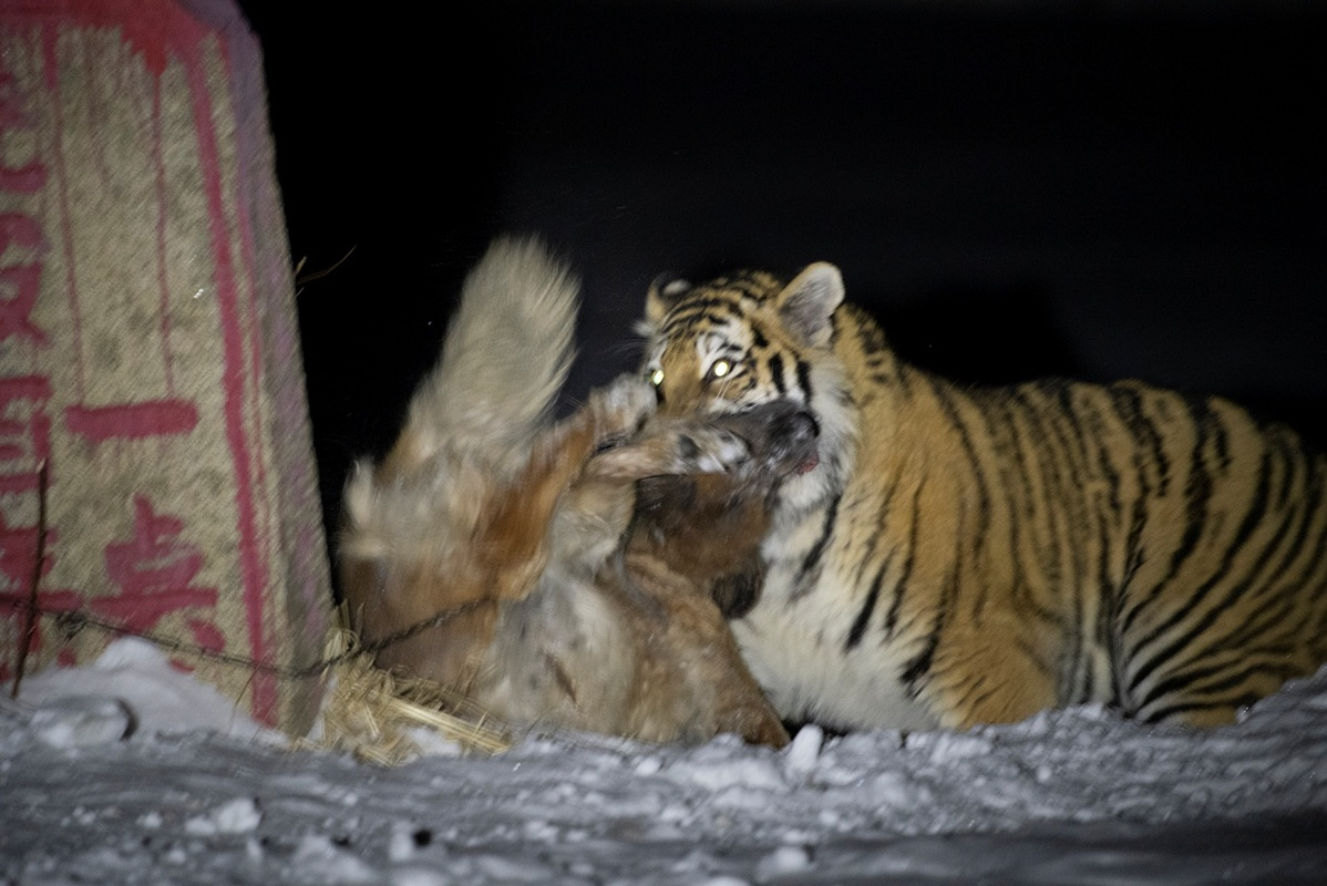 文章>综合>杂谈>这次案例是老虎进村杀狗,饲主看起来没有责任,符合