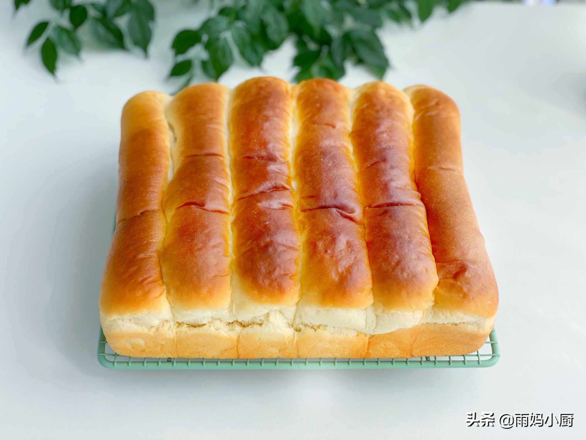 做过的面包里，最松软的就是奶排包，组织细腻又拉丝奶香味十足