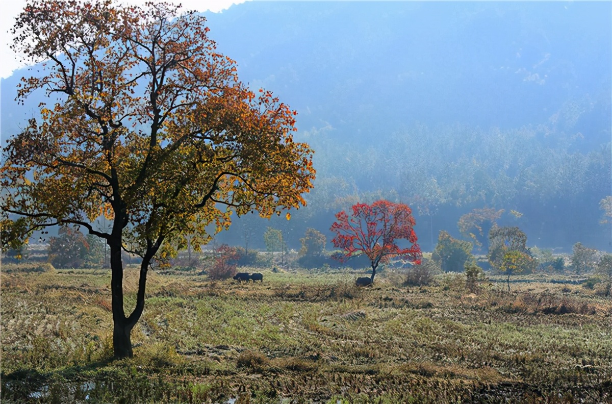 “中国画里乡村”在哪里？安徽这个地方一到秋天，令人如痴如醉