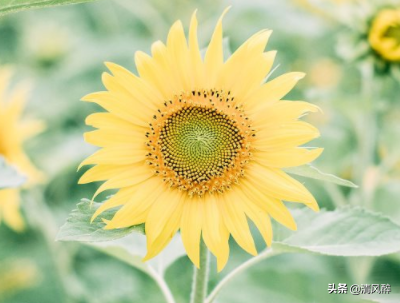 超级温柔的神仙句子 醉后不知天在水，满船清梦压星河图片