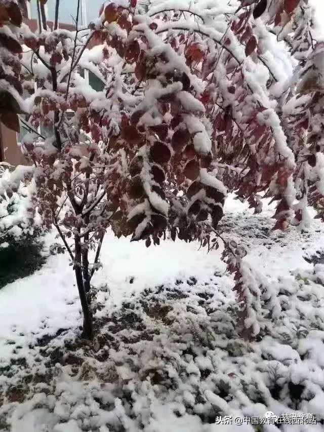 甘肃初雪|甘肃18所高校初学雪景大PK,快来看看有你的母校没?
