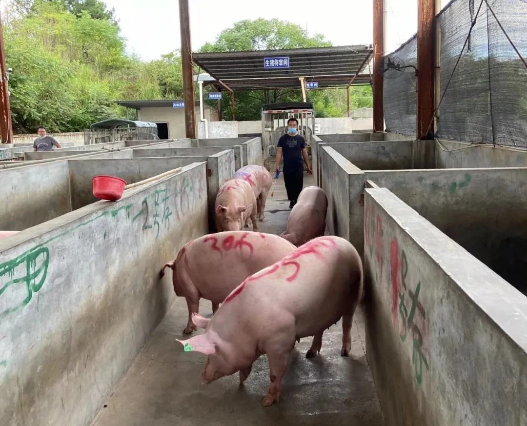 「我为群众办实事」连城：严把生猪屠宰检疫关 让群众吃上“放心肉”