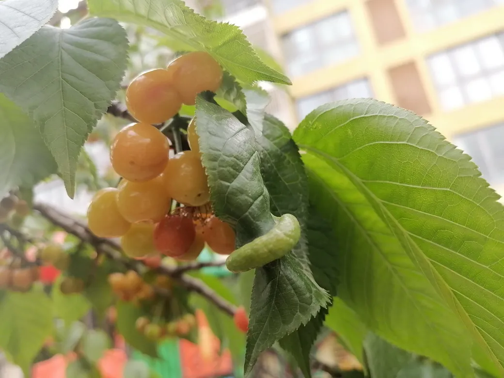 天府新区华阳幼儿园西区开展“幼儿园里的樱桃树”主题活动