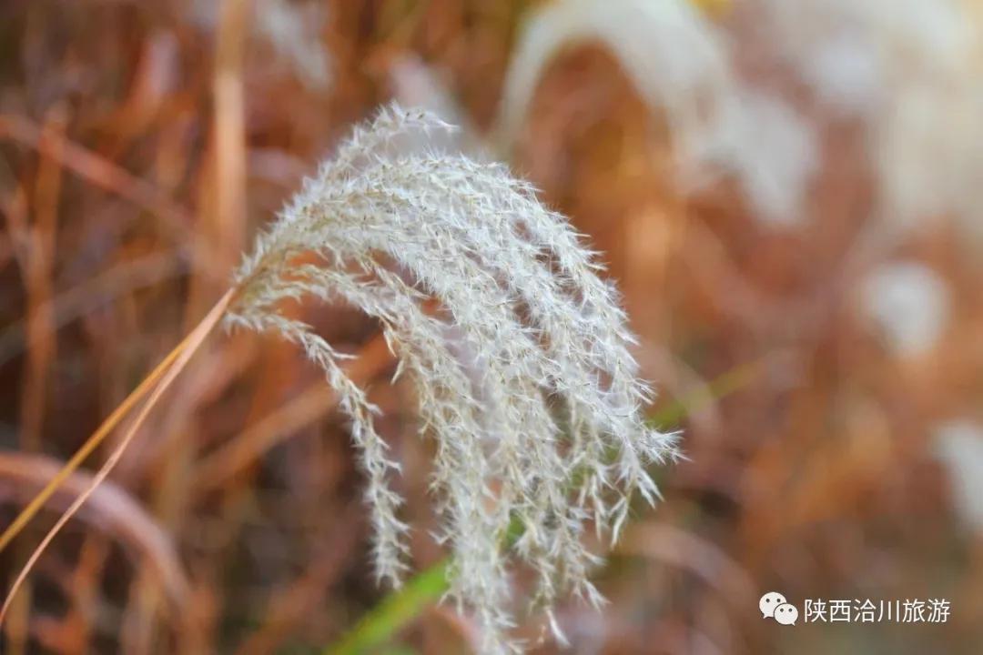 洽川濕地蘆花飛舞，沉醉了時(shí)光，驚艷了你